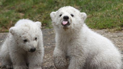 Twin Polar Bear Cubs At Munich Zoo Are The Cutest Things Ever | HuffPost Canada Life