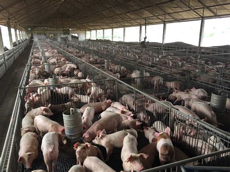 What is a CAFO and what is its role in agriculture? | AGDAILY