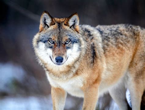 Study reveals how gray wolves recolonized Germany - Earth.com