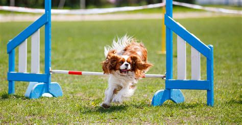 Cavalier King Charles Spaniel Guide (Breed Characteristics)