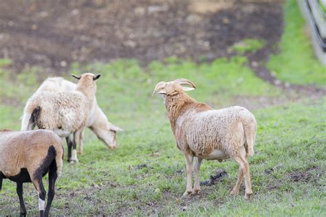 Goats Farm Billy Goat Domestic · Free photo on Pixabay