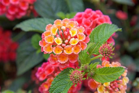 Lantana Plant Care Guide: How to Grow Lantanas - 2022 - MasterClass