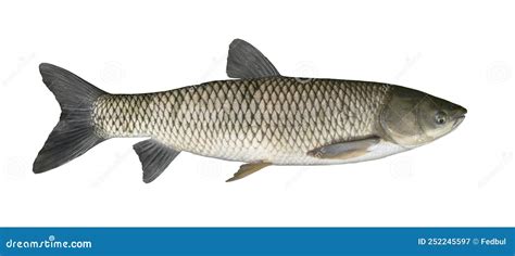 Grass Carp Fish Isolated on White. White Amur Fishing Stock Image - Image of grass, freshwater ...