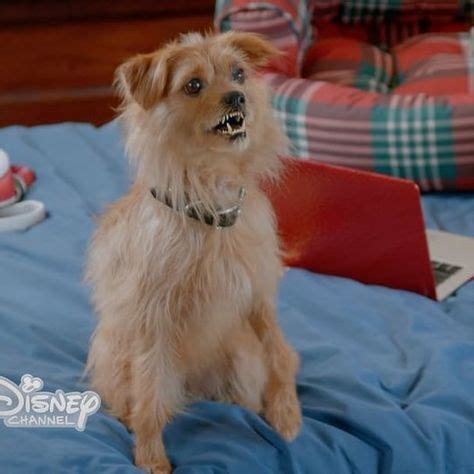 See all of #DudetheDog's hilarious moments again when an encore of #Descendants2 debuts tomorrow ...