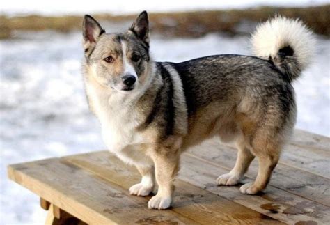 Corgi Husky Mix (A Brave, Brainy, And Adorable Dog Breed)