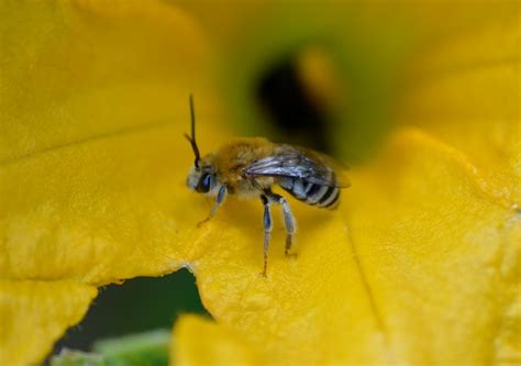 Squash Bees – Native Beeology