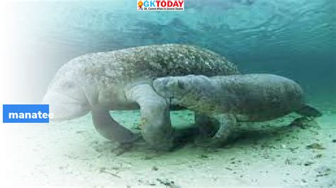 Manatee – GKToday