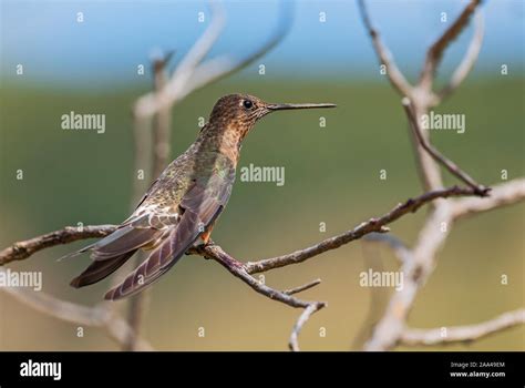 Giant Hummingbird - Patagona gigas, special large hummingbird from ...