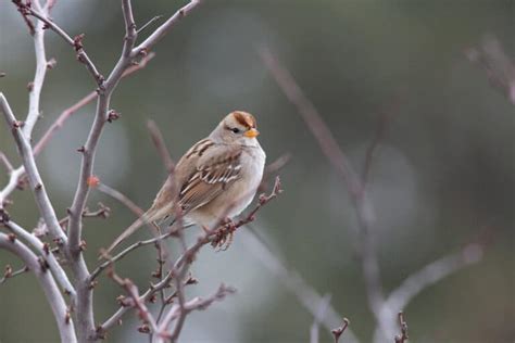 White-Crowned Sparrow Pictures - AZ Animals