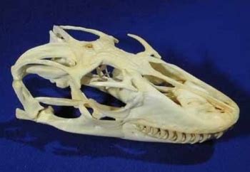 Komodo Dragon Female Skull Replica | Skeletons and Skulls Superstore