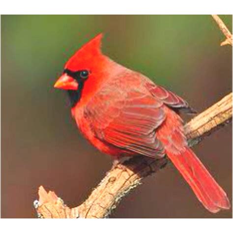 North Carolina state bird. Carolina is my home | Cardinal birds, Northern cardinal, Birds