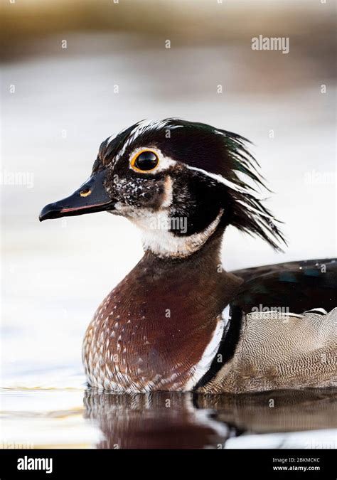 An old Hen Wood Duck with hormone problems which causes semi male plumage Stock Photo - Alamy