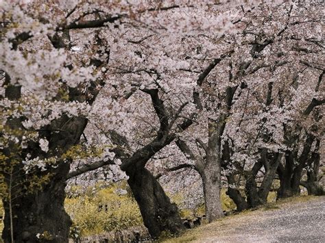 Sapporo Cherry Blossom 2025: View the Best Sakura in Hokkaido