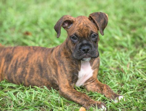 Are Brindle Boxers Rare