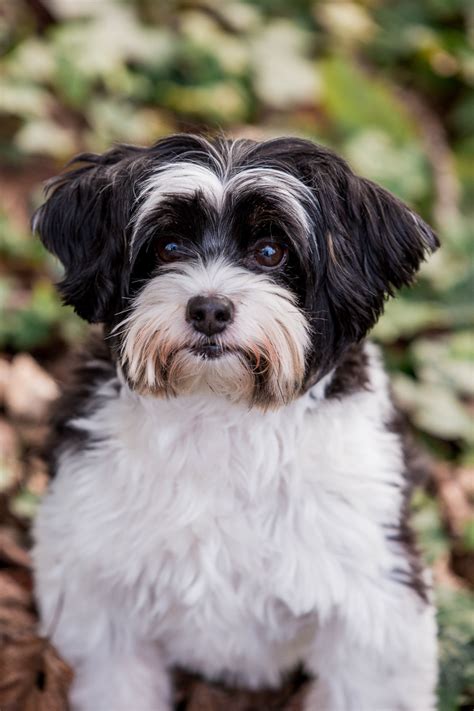 Happy Tails: Cooper the Shih Tzu/Poodle Mix | Seattle, WA - Daily Dog Tag