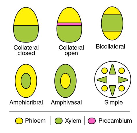 Describe the different types of vascular bundles found in the plants. - Biology Q&A