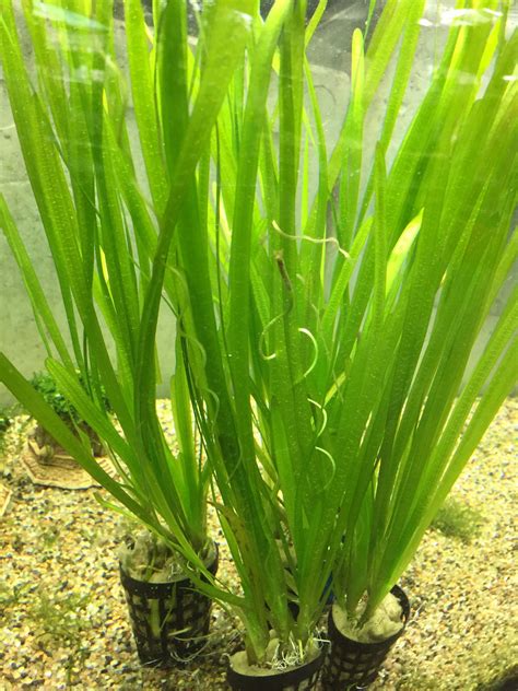 Vallisneria Spiralis – Capricorn Aquarium