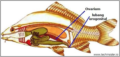 Gambar Reproduksi Katak - Metamorfosis katak secara umum metamorfosis katak terbagi ke dalam 5 ...