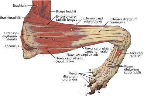 Flexor Digitorum Longus Cat