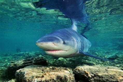 Sharks in the shallows — Shark Files