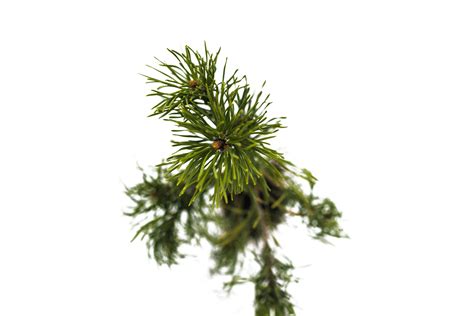 Mugo Pine | Medium Tree Seedling – The Jonsteen Company