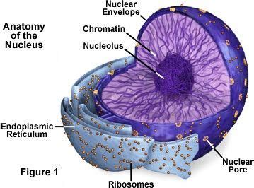 What Is the Role of Dna in Controlling Cellular Activity