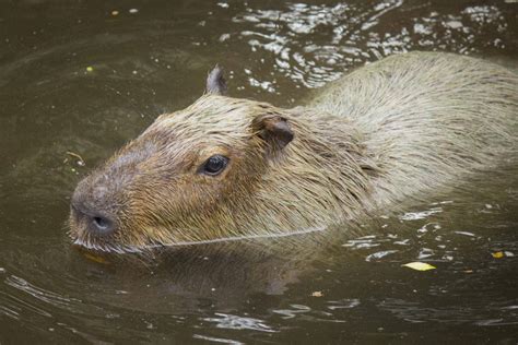 Top 999+ Capybara Wallpaper Full HD, 4K Free to Use