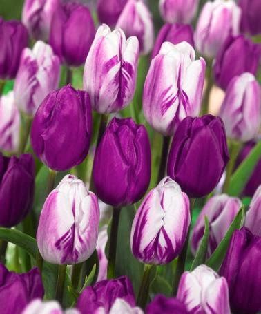 8 Tulip Varieties That Will Delight Your Senses