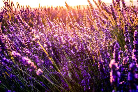 5 Dreamy Vancouver-Area Lavender Farms to Visit in Summer 2023 - Inside ...