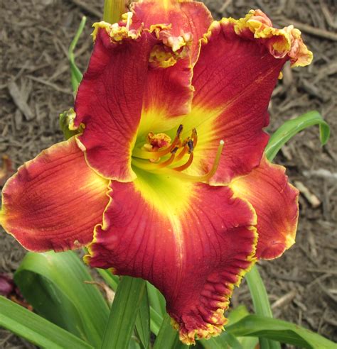 Stardreamer Daylilies - Big Red Wagon*