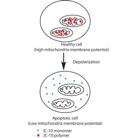 JC-10 Mitochondrial Membrane Potential Assay | G-Biosciences