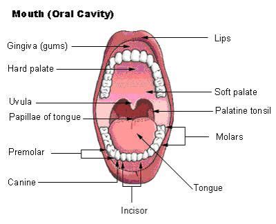 ORAL CAVITY-ANATOMY AND PHYSIOLOGY-LESSON 56 |FREE ONLINE MEDICAL ...