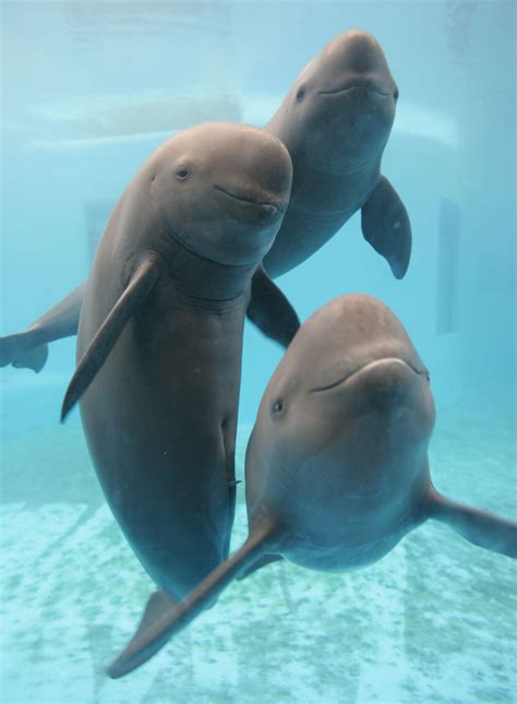 Rare Chinese Porpoises Dive Toward Extinction | Animal, Creatures and Wildlife