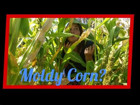 Can I Save Moldy Corn? | Canning Corn | Corn Cob Stock - YouTube