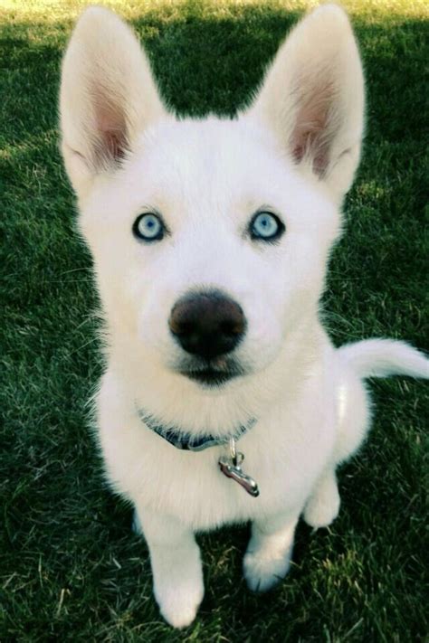 White Siberian Husky #siberianhusky | Cute dogs, Puppies, Beautiful dogs