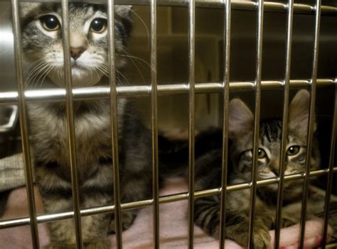 Utah Legislation Calls for Monthly Reporting of Animal Shelter Kills ...