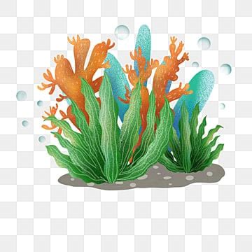 Sea Plants PNG Transparent Images Free Download | Vector Files | Pngtree