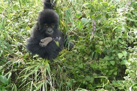 Great Apes - Dian Fossey Gorilla Fund