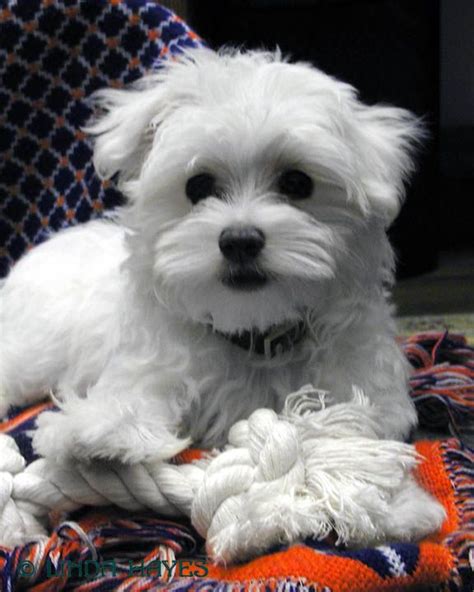 Teacup Maltese For Adoption | Teacup Maltese puppies for adoption ...