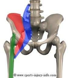 Learn About Hip Flexor Injury - Sports Injury Info