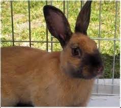 Cinnamon Rabbit! | Rabbit breeds, Rabbit, Animals beautiful