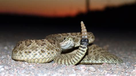 Kansas Herpetofaunal Atlas