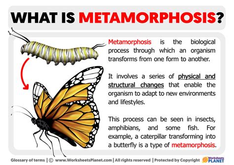 What is Metamorphosis | Definition of Metamorphosis