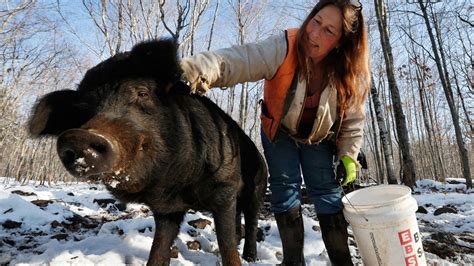 Race To Save Rare 'Mulefoot' Pig Hinges On Eating Them