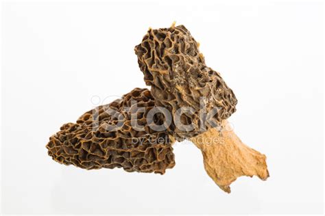 Dried Morel Mushrooms Stock Photo | Royalty-Free | FreeImages