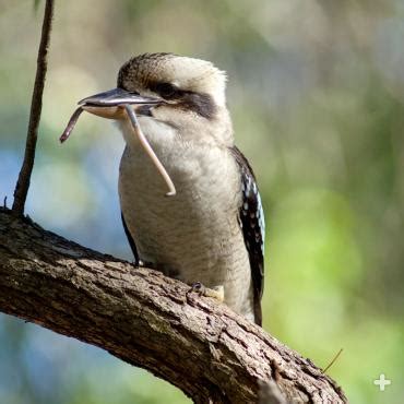 Laughing Kookaburra | San Diego Zoo Animals & Plants