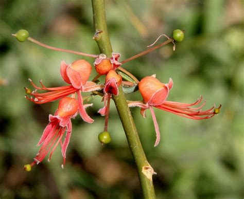 Capparis decidua - Alchetron, The Free Social Encyclopedia