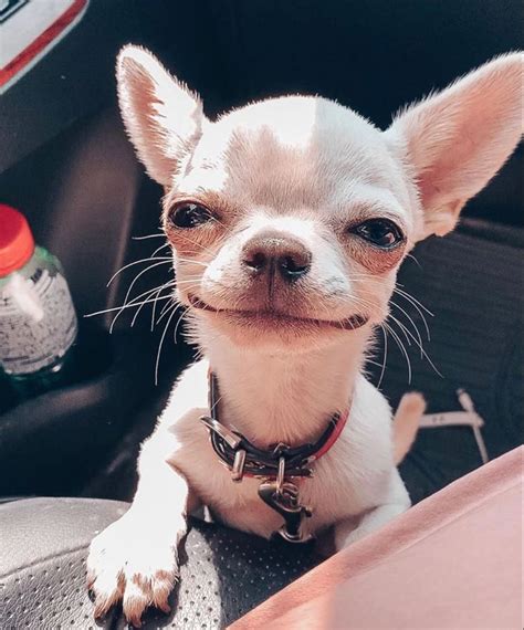 Smiling Chihuahua Dog