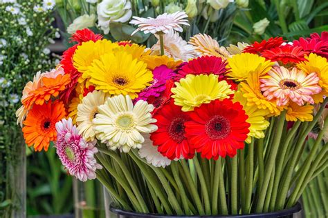 Gerbera im Topf, im Garten & als Schnittblume - Plantura