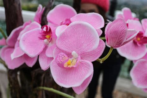 Orchid flower in Thailand stock photo. Image of yellow - 102616718